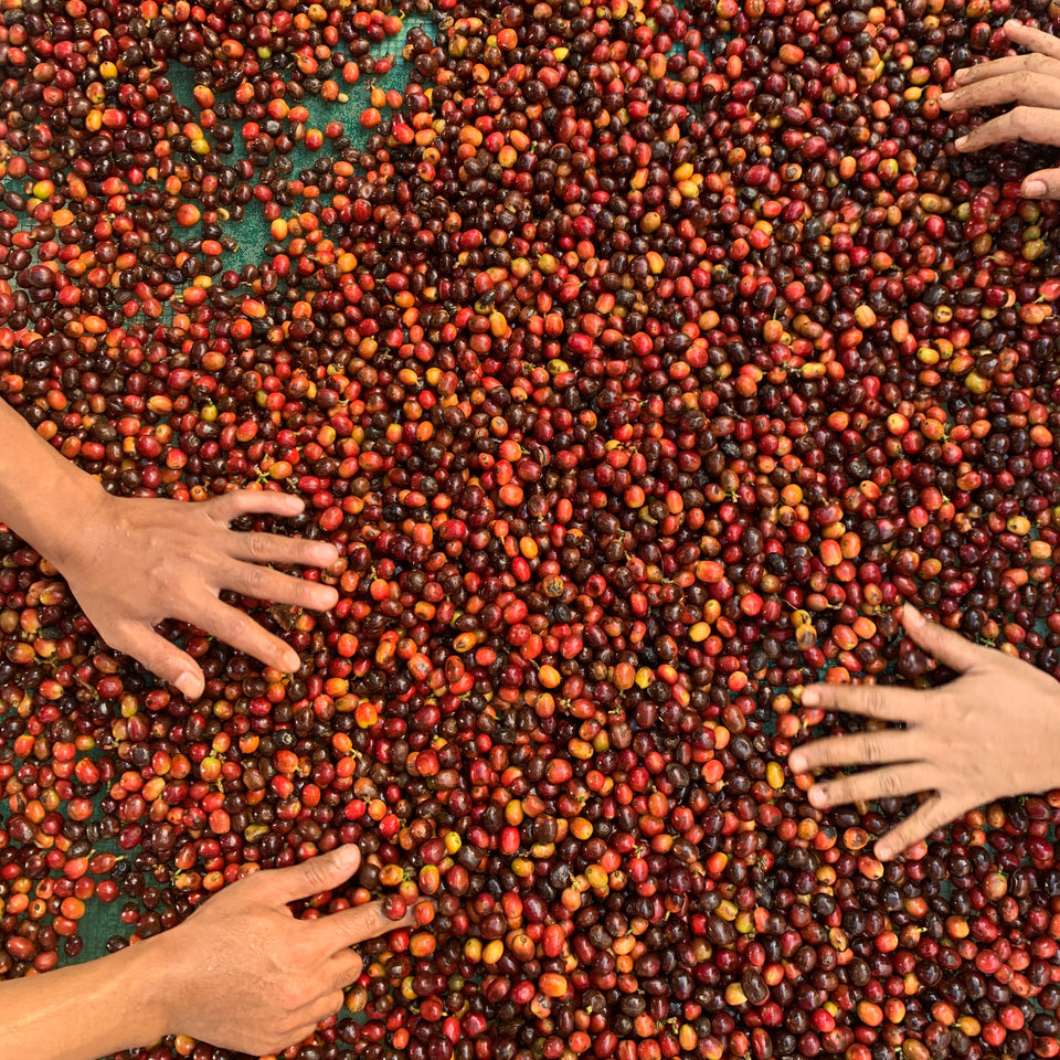 5uuapinga – 5 Year Anniversary Espresso